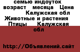 семью индоуток, возраст 4 месяца › Цена ­ 3 000 - Калужская обл. Животные и растения » Птицы   . Калужская обл.